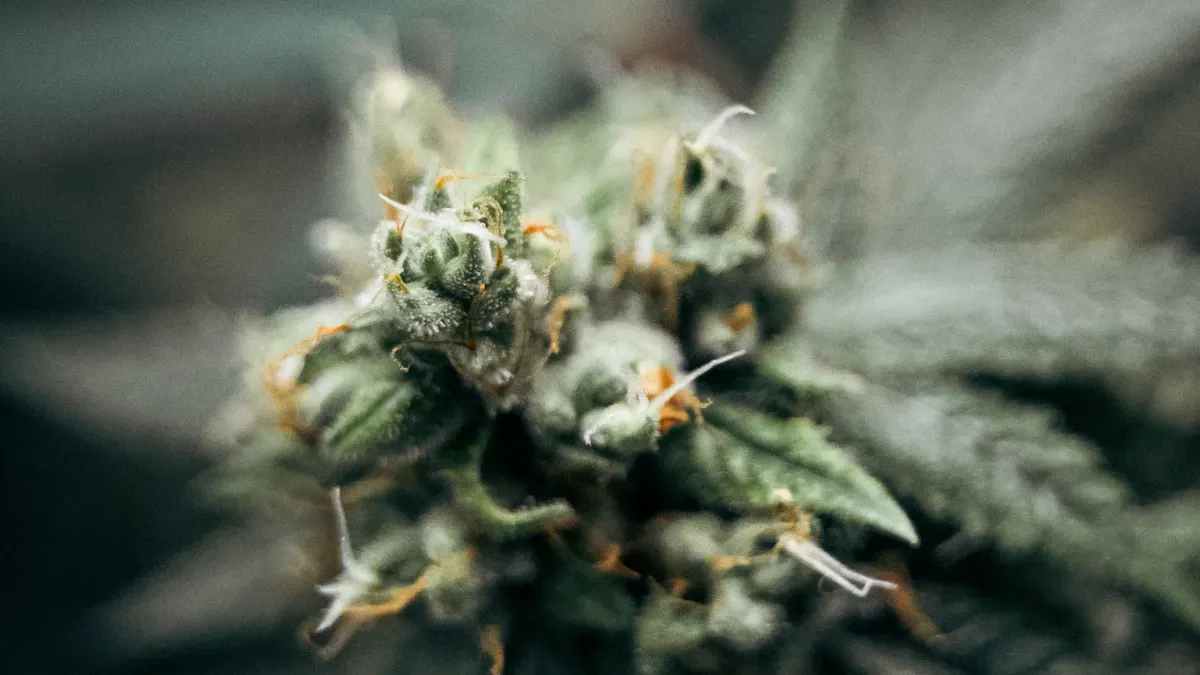 Best Cannabis Flowers